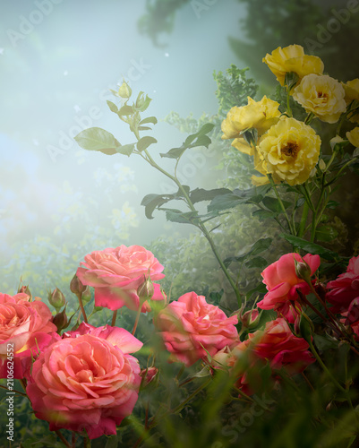 Fantasy garden with pink and yellow roses flowers in magical blooming misty fairy tale forest, fairytale floral foggy glade vertical background, beautiful tranquil landscape scene, dreamy atmosphere.