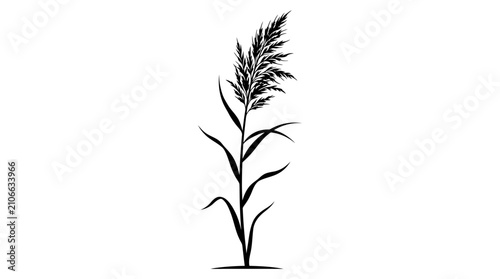 Obraz na plátne Single black silhouette of a tall common reed plant with feathery plumes on a plain white background, rendered in a simple, flat illustration style