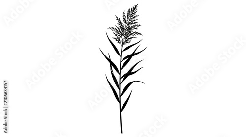 CAD tree lines Black silhouette grass Minimalist black reed silhouette vector, botanical pampas grass illustration, wild meadow plant stalk for organic branding and nature decor isolated on