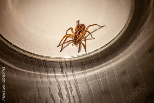 Wolf spider trapped inside glass at home