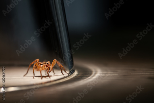 Wolf spider trapped inside glass at home