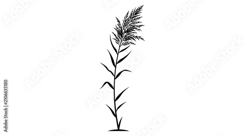 Obraz na płótnie CAD tree lines Black silhouette grass Black silhouette of common reed plant, bot