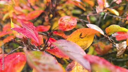 Colorful leaves in shades of red, orange, and yellow fill the air with warmth. Nature's beauty unfolds in a serene garden during a crisp autumn afternoon, inviting peace and reflection.