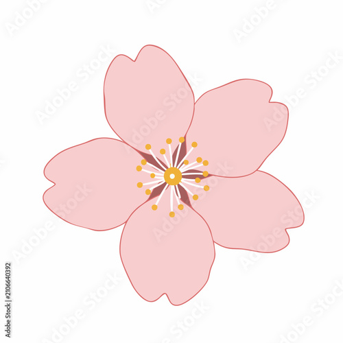 Stylized Pink Cherry Blossom with Golden Pistil and Stamens Illustration