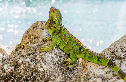 Konstfotografi Large iguana with tail
