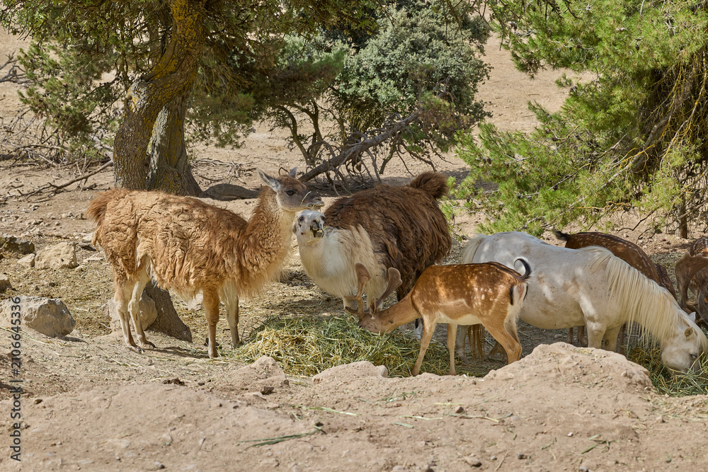 Fototapeta premium Llamas grazing together with deer and pony in wildlife park