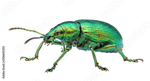 Foto Iridescent green weevil beetle with intricate textures and long antennae