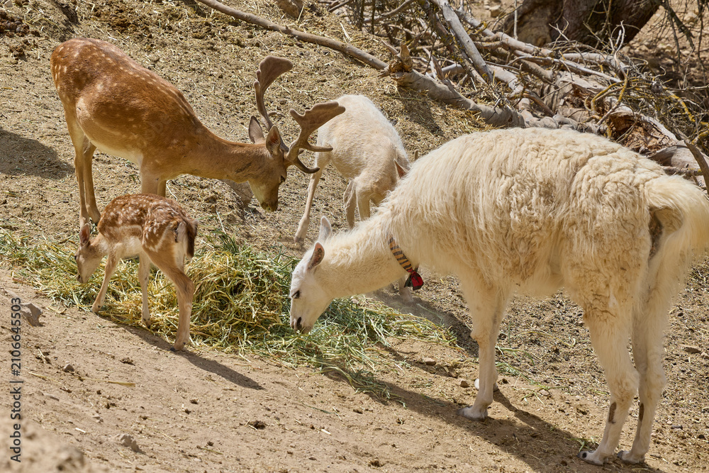 Fototapeta premium Llamas and deer feeding together on dry hillside in wildlife reserve