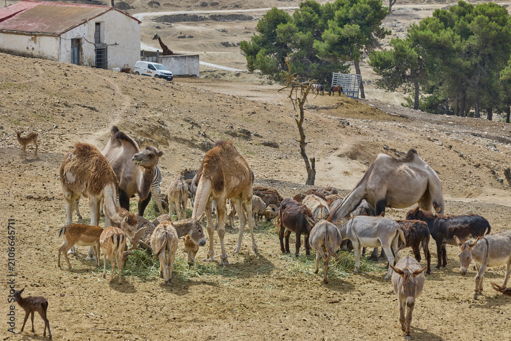 Obraz premium Mixed safari animals feeding near rustic farm building