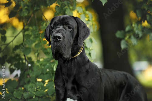 Bild auf Leinwand black great dane dog standing outdoors in summer