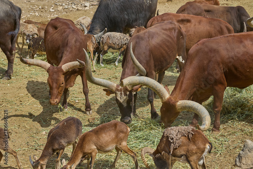 Canvas Print Watusi cattle and buffalo feeding together in safari enclosure