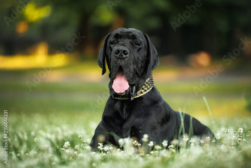 Принти на полотні black great dane dog lying on grass in the park
