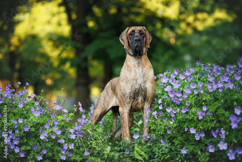 Obraz na plátne great dane dog posing with blooming flowers in summer
