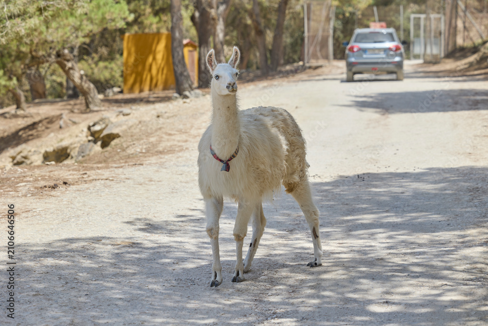 Fototapeta premium White llama standing on dirt road in wildlife safari park