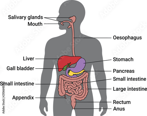 Foto Human digestive system diagram, medical education chart showing internal organs,