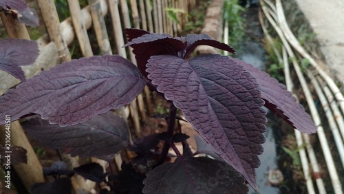 Quadro su tela Dark purple coleus plant leaves growing outdoors near bamboo fence close up