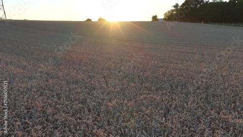 Wheat field in summer in germany in a sunset