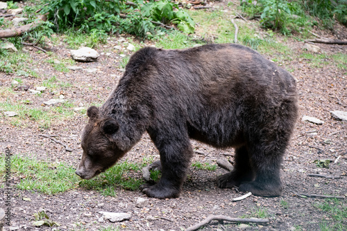 Canvastavla Ein Braunbär beim Erschnüffeln von Wurzeln - Braunbären   verfügen über einen si