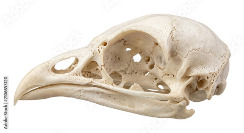 Konstfotografi Detailed view of a bird skull, showcasing intricate bone structure and eye socke