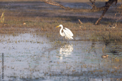 Obraz na plátně Great egret foraging in a still wetland at dawn