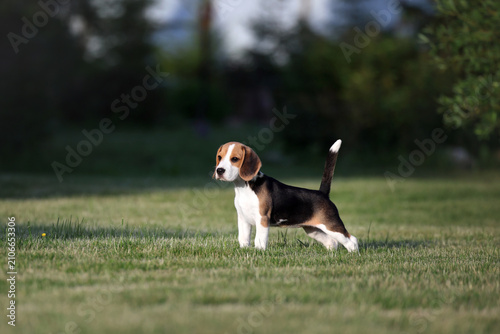 Cute little beagle puppy outdoors