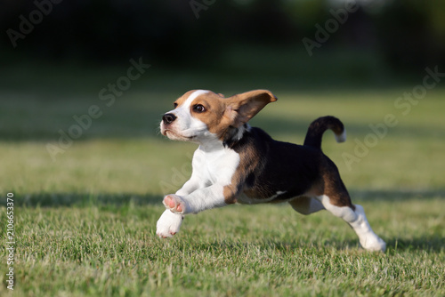 Cute little beagle puppy outdoors