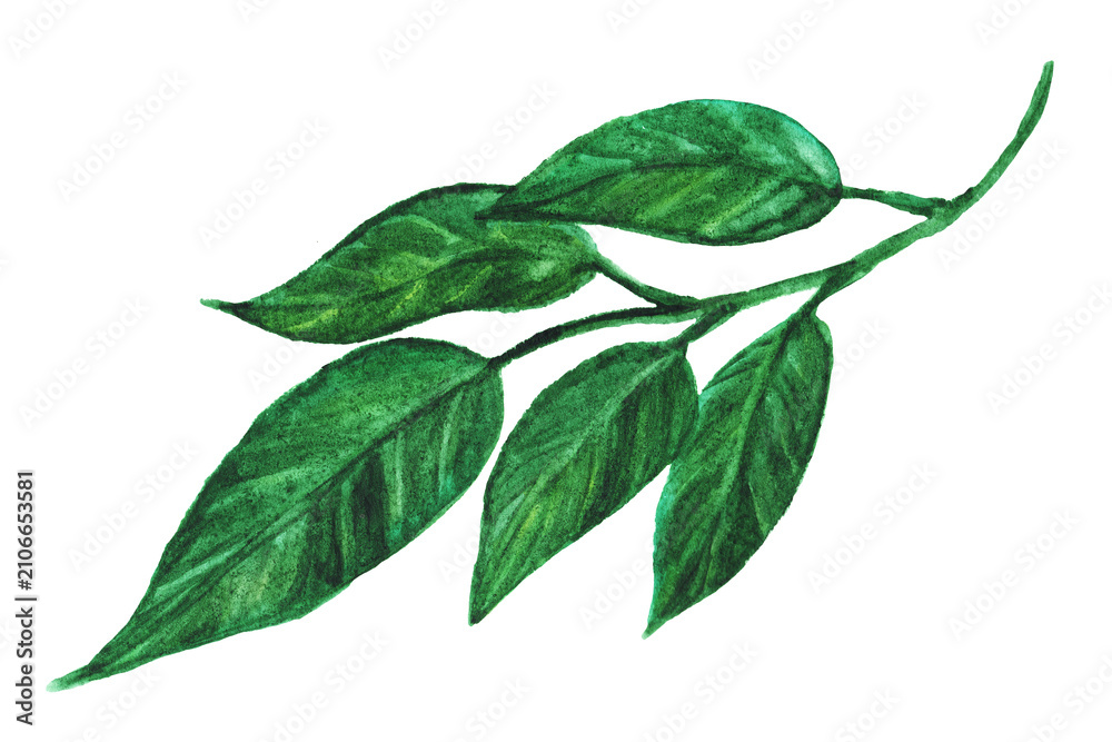 Fototapeta premium Hand-drawn green garnet leaves in watercolor. Botanical illustration of a plant isolated on a white background.