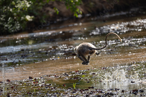Photography Gray langur leaping across a shallow stream