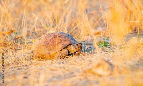 A tortoise (Testudinidae) is walking in a meadow in Mardin.