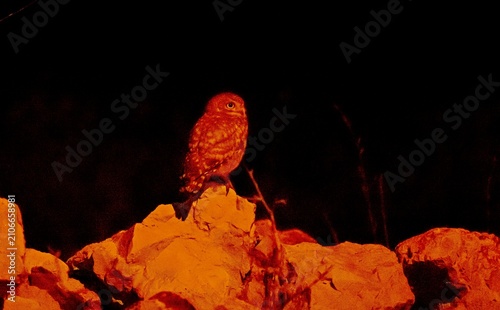 The Little Owl (Athene noctua), one of the world's best nocturnal hunters, lies in wait upon the stones.