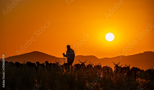 On a summer day in the Mazıdağı district of Mardin, a herd of goats heads to the pasture at sunrise.