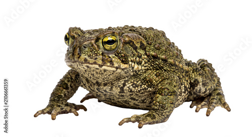 Принти на полотні Detailed view of a common European toad with striking yellow eyes on a white bac