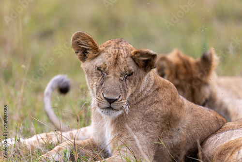 Foto A drowsy lion cub rests in the grass with a sibling beside it
