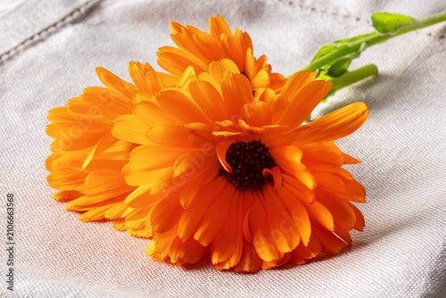 Fresh calendula marigold blossoms on a textured white textile background