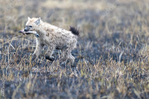Принти на полотні Spotted hyena trotting across burnt black ground carrying a scrap