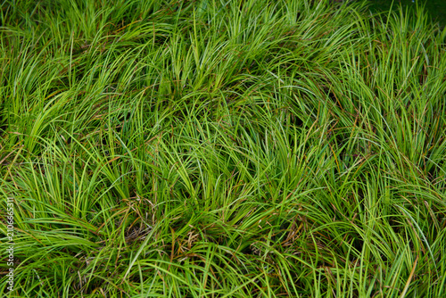 Ornamental sedge or rush ground cover, prized for its graceful texture and lush greenery, adding natural beauty and depth to modern landscape designs.
