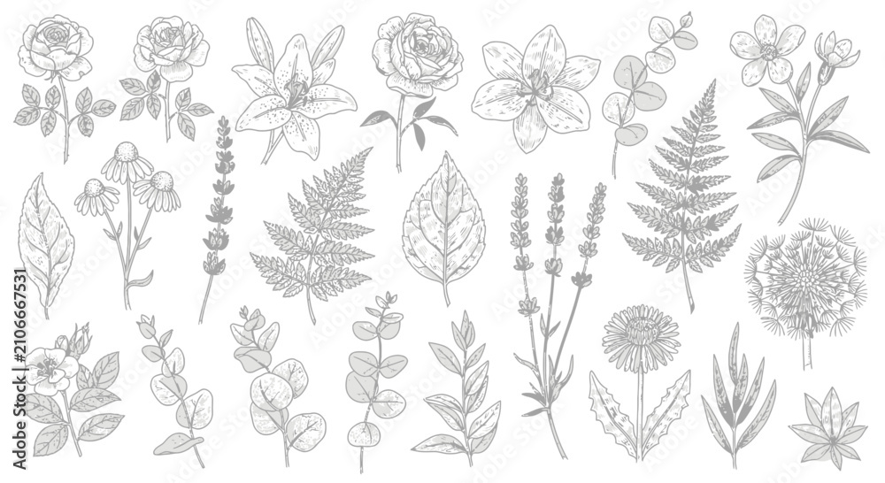 Fototapeta premium Botanical Illustration Collection: Flowers, Leaves, Herbs & Plants - Hand Drawn