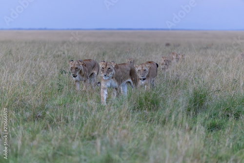 Photography A pride of lionesses walks through tall grass at dusk
