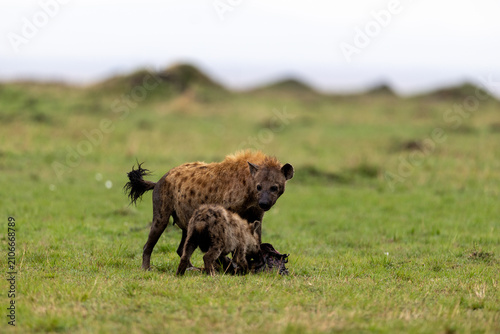 Photography A spotted hyena stands over its cub on open green grassland
