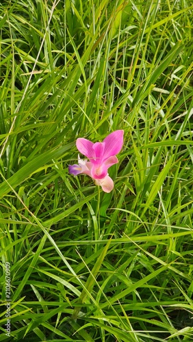 pink flower on green grass