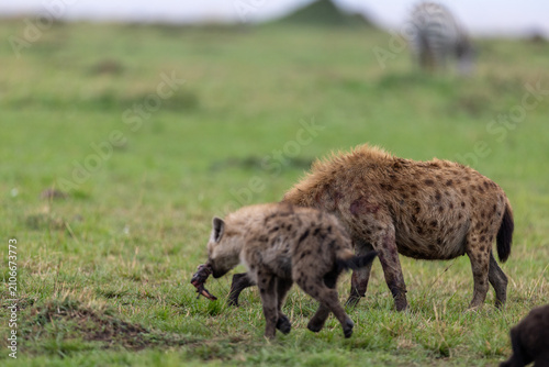 Photography An adult spotted hyena walks with a cub carrying scraps