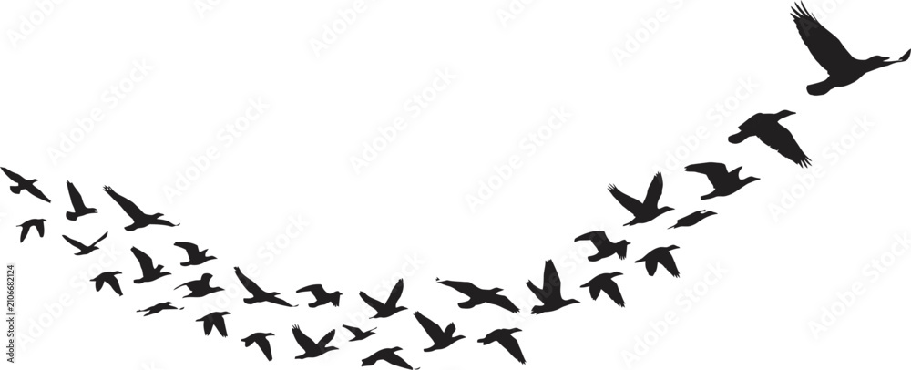 Fototapeta premium Flying Bird Silhouette Flock Vector Illustration Isolated on White Background with Black Wings Nature Design Pattern and Branch Elements