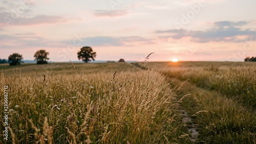 Golden Sunset over Meadow