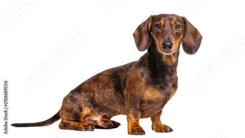 Tableau sur toile Isolated adorable adult brindle Dachshund dog sitting, attentive expression, loo