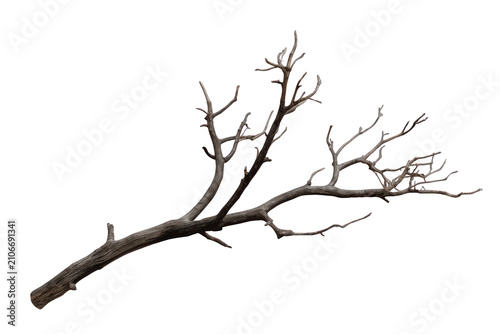 Dry tree branch with many small twigs showing barren nature, dying wood, and a desolate winter landscape on transparent background