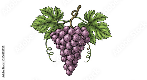 Ripe bunch of purple grapes hanging from branch with green leaves in detailed hand drawn vintage sketch style.
