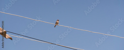 Quadro su tela Small Sparrow Bird Sitting on Electrical Power Line Wire Against Clear Blue Sky