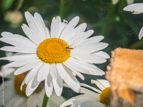 Konstfotografi Close-up of a hoverfly pollinating a white oxeye daisy flower in a summer garden