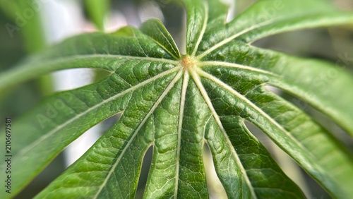 close up of papaya leaf