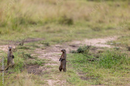 Fotografía Two banded mongooses stand upright on a bare track surveying their